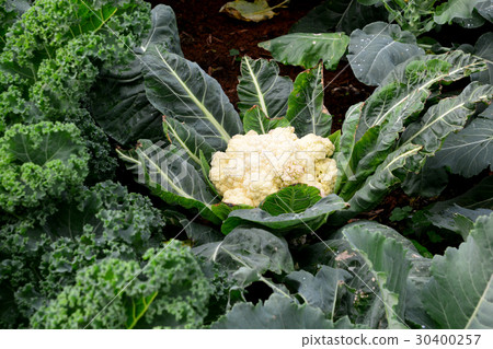 Cauliflower 30400257