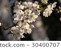 櫻花在晚上 30400707