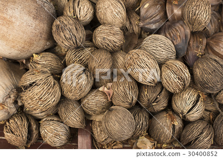 Pong Pong or cerbera odollam gaertn 30400852