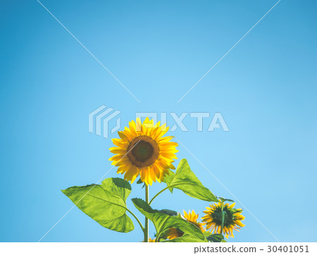 Sun Flower Sun Flower 30401051