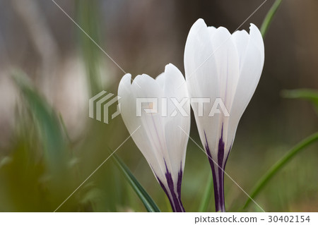 White crocus flowers closeup 30402154