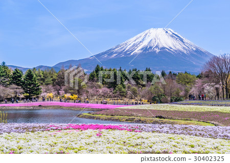 Scenery of Japanese spring blossom cherry blossoms and Mt. Fuji Scenery of Japanese spring blossom cherry blossoms and Mt. Fuji 30402325