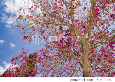 Pink ipe or pink lapacho, Tabebuia avellanedae or 30402450
