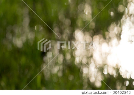abstract Blurred light and leaf 30402843