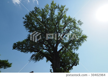 Arita's great ginkgo (Grand Kuniki) 30402964