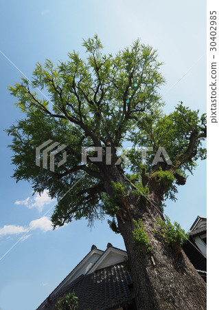 Arita's great ginkgo (Grand Kuniki) 30402985
