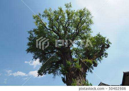 有田的偉大的銀杏（大Kuniki） 30402986