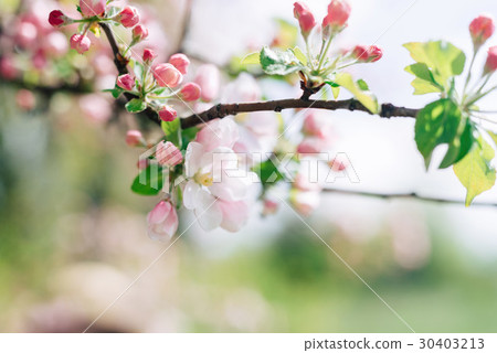 Trees in bloom beginning of spring 30403213