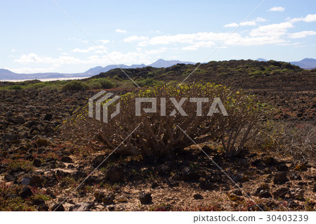 Arid territory of Lobos island, Canary, Spain 30403239