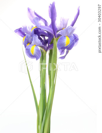 鳶尾花 30403297