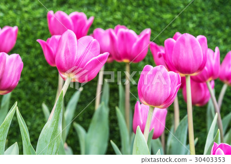 Beautiful bouquet of tulips Beautiful bouquet of tulips 30403353