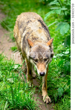 Wolf running in forest  30403739