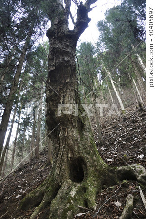 A mountain's big tree 30405697