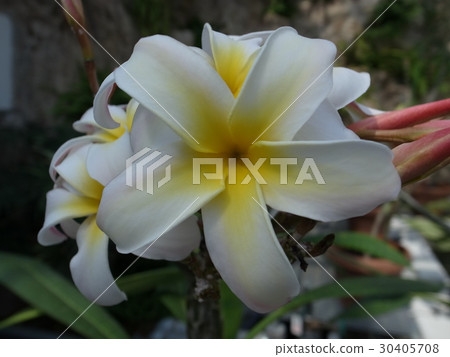 Plumeria 30405708