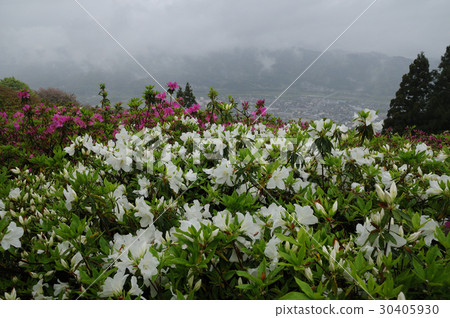 小津市的杜鵑花,在雨中唱歌 小津市的杜鵑花,在雨中唱歌 30405930