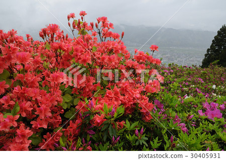 Azalea of Ozu City, sang by the rain Azalea of Ozu City, sang by the rain 30405931