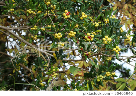 Tibera fruit Iwaki-shi Misaki Park 30405940