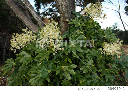 Yatsuda's flowers and buds Iwaki-shi Misaki Park Yatsuda's flowers and buds Iwaki-shi Misaki Park 30405941