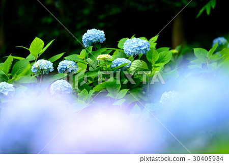 繡球 繡球 30405984
