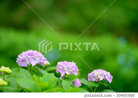 Hydrangea Hydrangea 30405986
