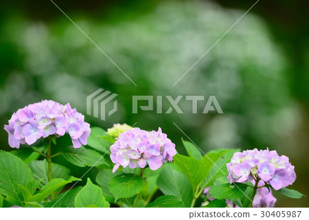 Hydrangea Hydrangea 30405987