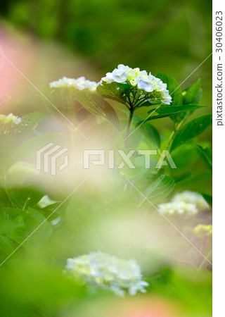 Hydrangea Hydrangea 30406023