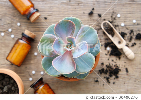 Echeveria in flowerpot and homeopathic remedies Echeveria in flowerpot and homeopathic remedies 30406270