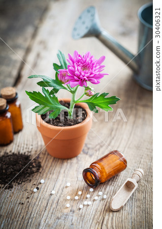 Homeopathic remedies and chrysanthemum flower Homeopathic remedies and chrysanthemum flower 30406321