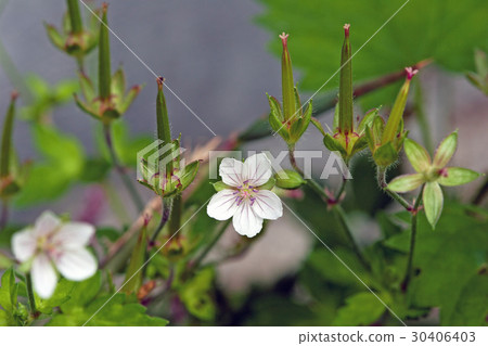 Genen shouko和忠見町之花 Genen shouko和忠見町之花 30406403