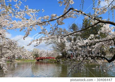 Cherry blossoms at Suzaka City Wolongong Park 30406447