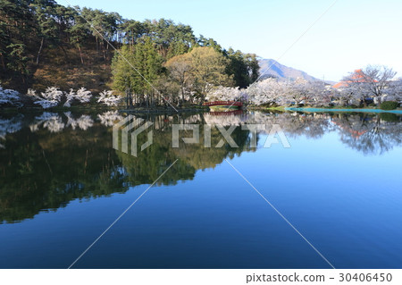 Cherry blossoms at Suzaka City Wolongong Park 30406450
