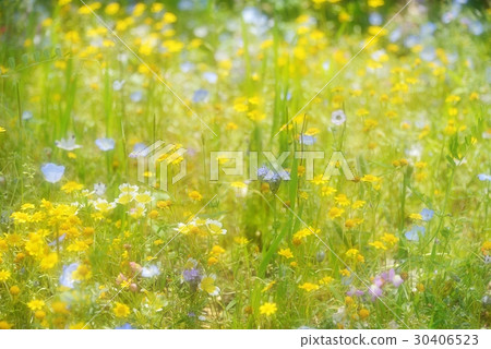 Yellow flower of rising luck 30406523