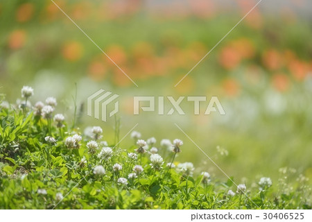 通過白三葉草品嚐罌粟花 通過白三葉草品嚐罌粟花 30406525