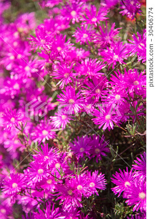 Meadowsweet 30406774