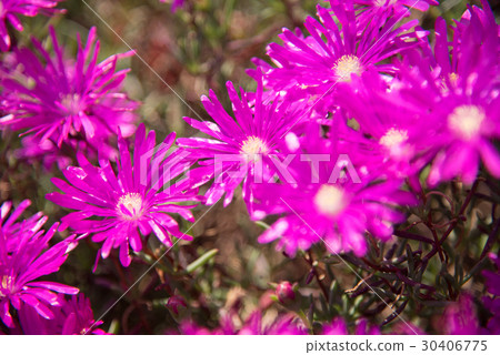 Meadowsweet 30406775