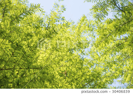 Fresh green of grasshopper 30406839