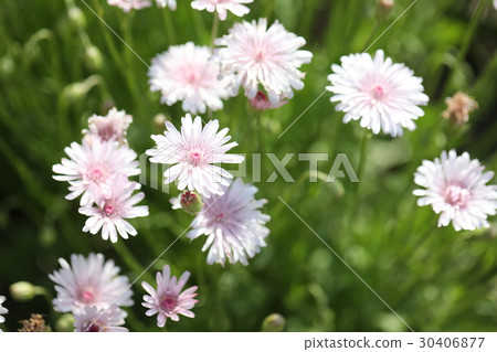 White dandelion 30406877