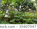 What should I call a flower? 30407047
