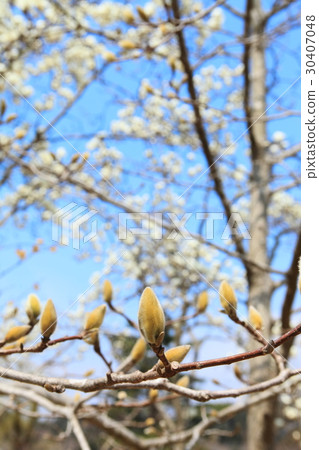 Hakkumen's bud Hakkumen's bud 30407048