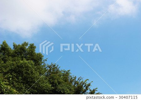 樹和藍天 樹和藍天 30407115
