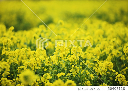 強姦花和蒼蠅的花朵 強姦花和蒼蠅的花朵 30407118