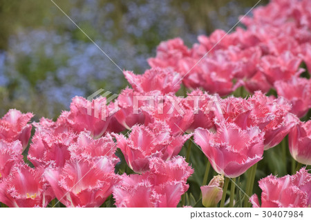 Pink tulip 30407984
