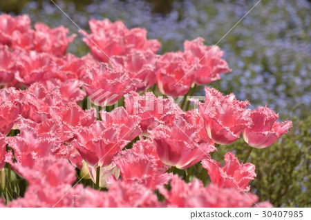 Pink tulip 30407985