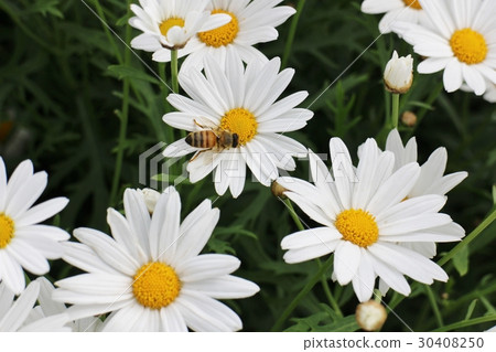 鮮花和蜜蜂 鮮花和蜜蜂 30408250