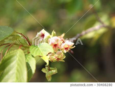 Yanagi植物園服裝黃色 Yanagi植物園服裝黃色 30408280