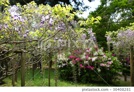 Bungo植物園的紫藤 Bungo植物園的紫藤 30408281