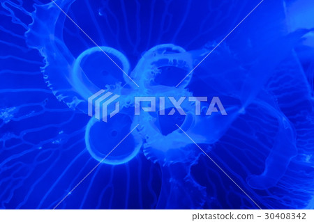 Moon jellyfish Moon jellyfish 30408342