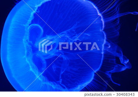月亮水母 30408343