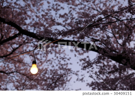 在夜櫻桃的燈泡 在夜櫻桃的燈泡 30409151