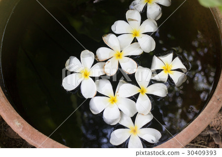 Plumeria Flowers In Garden Water Bowl 30409393